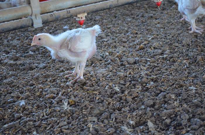 adorable bird Crescent Foods Shows Us Where Our Halal Poultry Comes From
