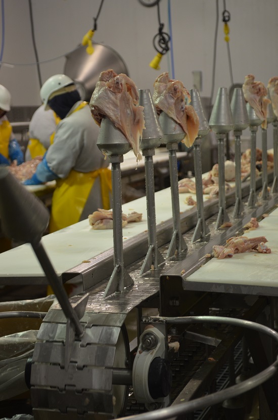 chicken on production line