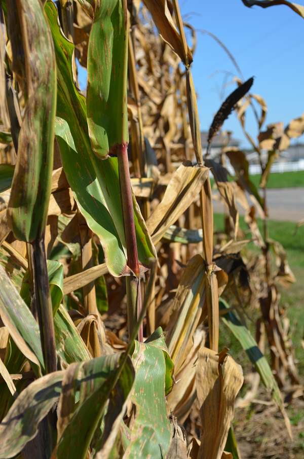 more cornfields